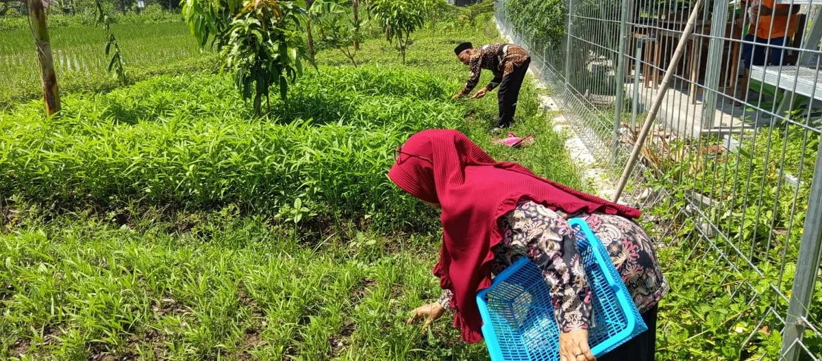 Kebun Madrasah MTsN 1 Sleman: Belajar Lingkungan Lewat Panen Sayuran