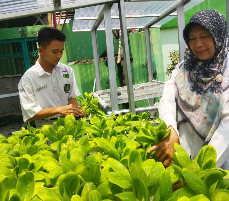 Panen Pakcoy di Taman Hidroponik MAN 3 Sleman Capai 10 Kg