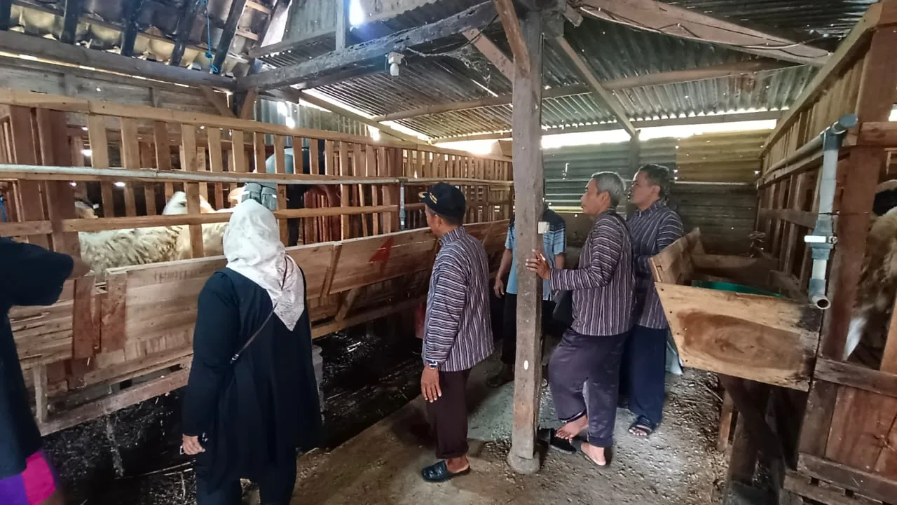 Panitia Latihan Kurban MTsN 8 Sleman Lakukan Survei Hewan Kurban ke Garaloka L Farm Piyungan