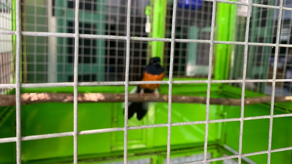 MTsN 1 SLEMAN DAPAT HIBAH BURUNG MURAI BATU