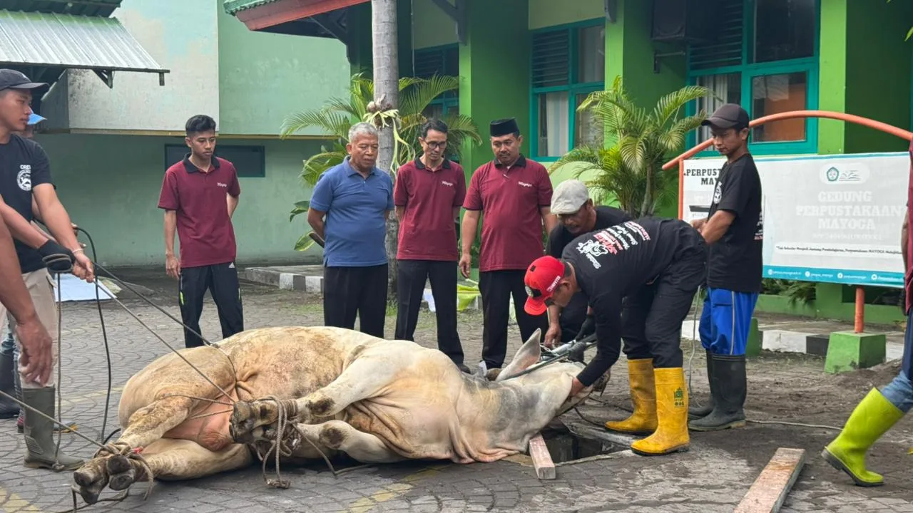 GEMAQU 1447 H: MAN 3 Sleman Gelar Penyembelihan Hewan Kurban yang Dimeriahkan Ragam Lomba Antarkelas