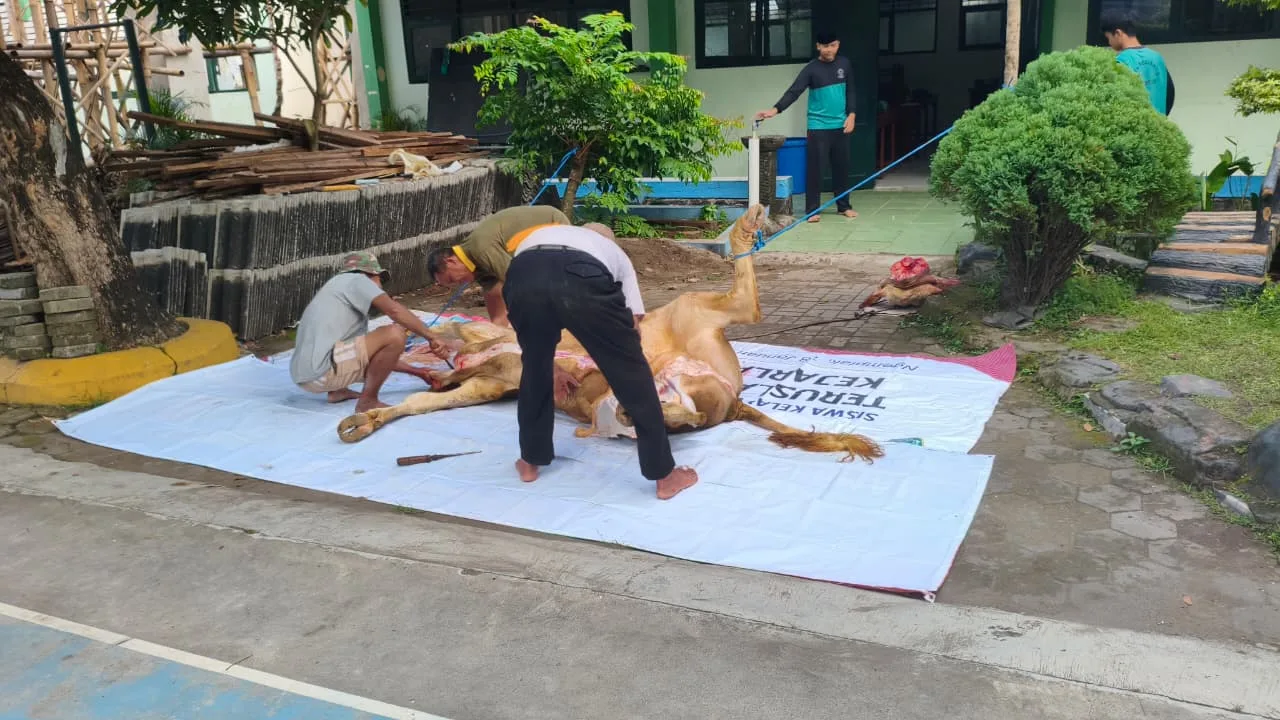 Tanamkan Jiwa Berbagi, MTsN 3 Sleman Sukses Gelar Penyembelihan Hewan Qurban