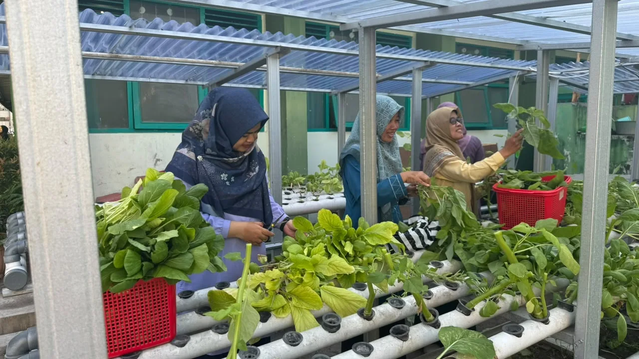Dukung Ketahanan Pangan, MAN 3 Sleman Petik Hasil Kebun Hidroponik dan Siapkan Siklus Tanam Berikutnya